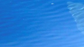 Pudieron observar de cerca al tiburón durante 70 minutos.