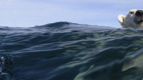 El Ártico es una de las regiones afectadas por el cambio climático.