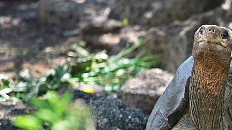 Científicos obtuvieron el genoma completo de Solitario Jorge.