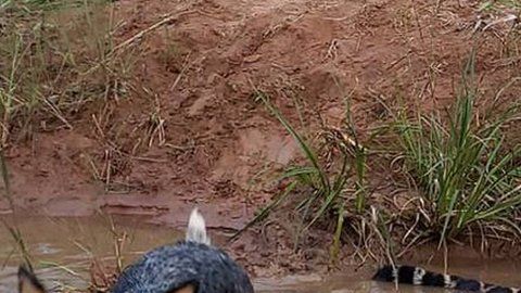 Esta foto de Tiago con dos jaguares se volvió viral.