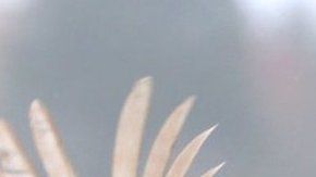 ¿Vivimos en el planeta "de los pollos"?