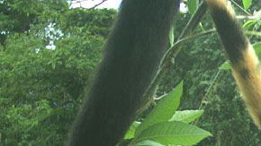 Los monos aulladores comenzaron a exhibir parches de color amarillo.