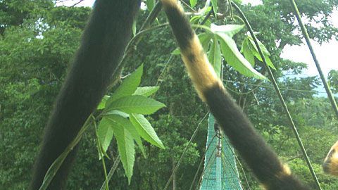 Los monos aulladores comenzaron a exhibir parches de color amarillo.