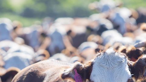 Producir carne vacuna genera gases de efecto invernadero.