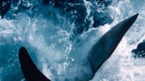 La decisión de Japón tendrá graves consecuencias.