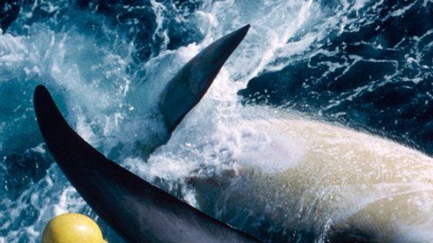 La decisión de Japón tendrá graves consecuencias.