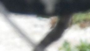 Esta foca monje tiene una anguila en su hocico.