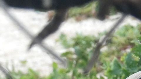 Esta foca monje tiene una anguila en su hocico.