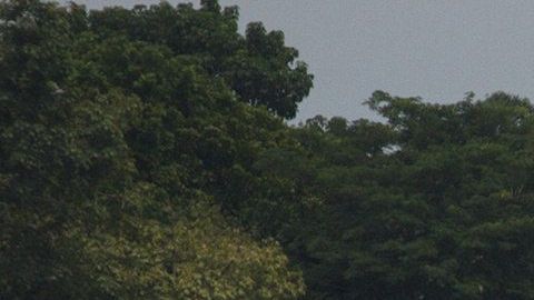 Inmigrantes hondureños han comenzado a llegar a México.