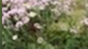 Hania Noelia Aguilar