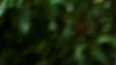 Familiares y vecinos de Jakelin lamentan su muerte.