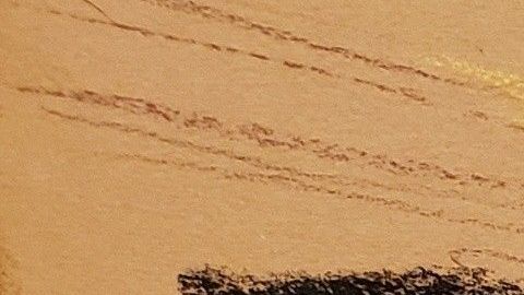 Pedro Flores testifica contra "El Chapo".