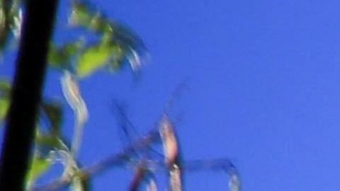 La imagen de Trump será quemada en Tegucigalpa para celebrar el fin del año.