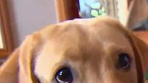 Este perro encontró un fósil de la Edad de Hielo.