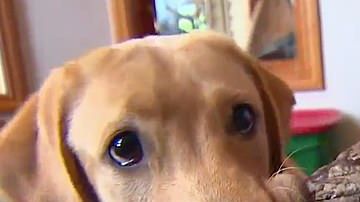 Este perro encontró un fósil de la Edad de Hielo.