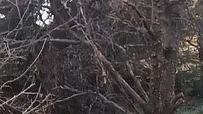 La increíble reacción de una novia ante la petición de matrimonio.