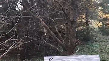 La increíble reacción de una novia ante la petición de matrimonio.