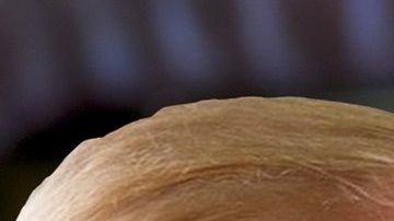 Esto no es una broma, el gusano fue nombrado como el presidente de EEUU.