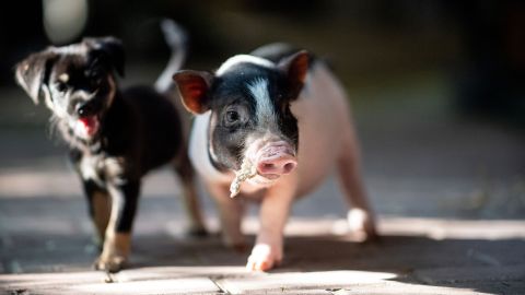 El año del Cerdo inicia el 5 de febrero de 2019.