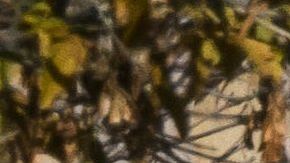 El estadounidense podría ser encarcelado durante 20 años.