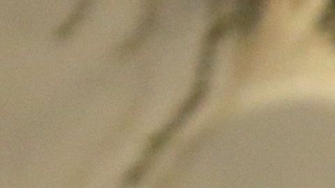 President Donald Trump and First Lady Melania Trump host the Congressional Ball