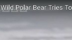 El videógrafo quería filmar al oso, pero no tan de cerca.