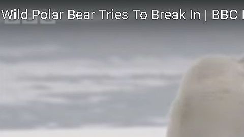 El videógrafo quería filmar al oso, pero no tan de cerca.