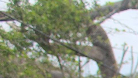 Residentes de Ponce, Puerto Rico, a pocos días del paso del huracán.