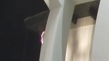 Un oso disfrutando de las decoraciones navideñas.