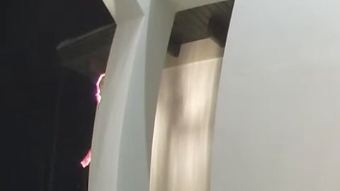 Un oso disfrutando de las decoraciones navideñas.