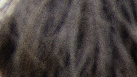 aire-llantas-shutterstock_104261408