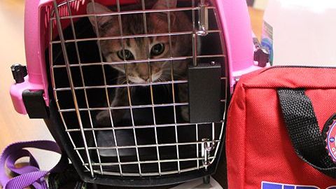 Dentro de un plan de emergencia, las familias deben tener claro qué hacer con las mascotas.