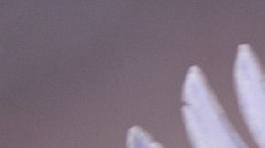 PETA quiere erradicar algunos modismos.