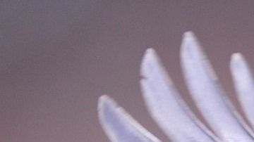 PETA quiere erradicar algunos modismos.