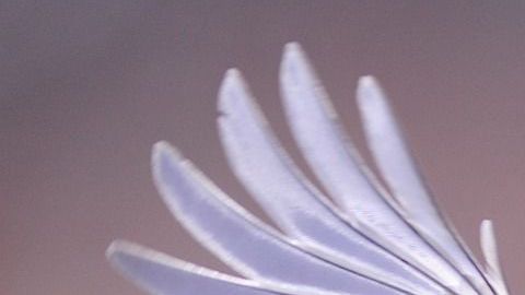 PETA quiere erradicar algunos modismos.