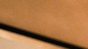 Con muy poco puedes prolongar la vida de tu árbol.