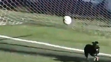 Un perrito se convirtió en portero en el fútbol argentino.