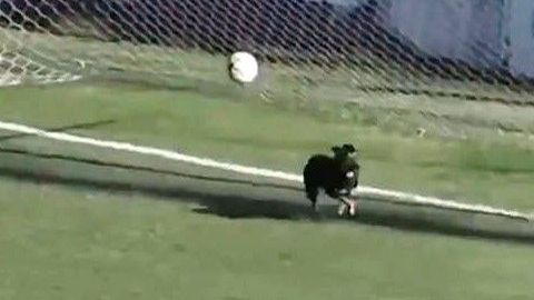 Un perrito se convirtió en portero en el fútbol argentino.