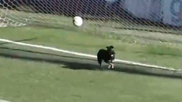 Un perrito se convirtió en portero en el fútbol argentino.