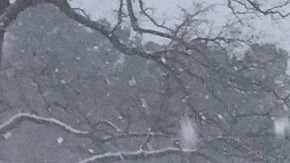 La tormenta Diego arrojó más de 10 pulgadas de nieve.