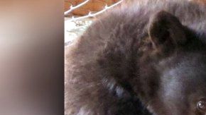 Cinder sobrevivió a un gran incendio para ser matada por un cazador.