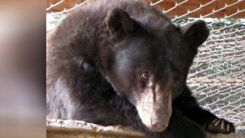 Cinder sobrevivió a un gran incendio para ser matada por un cazador.
