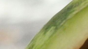 La furiosa madre no quiere que su familia tenga contacto con su bebé.