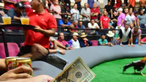 La industria de las peleas de gallos tiene un impacto de $18 millones en la economía de Puerto Rico.
