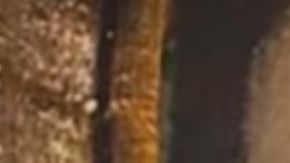 La Virgen de Guadalupe