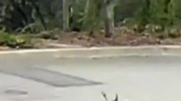 Imágenes muestran al ciervo huyendo tras ser disparado en Monrovia