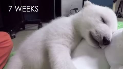 oso
