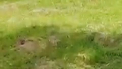 Vera pertenecía a una especie en vías de extinción.