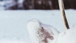 Un extraño ejemplar de reno blanco.