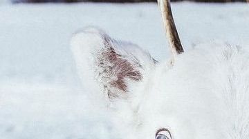 Un extraño ejemplar de reno blanco.